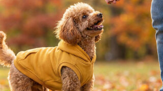 可愛い犬服パーカーの選び方