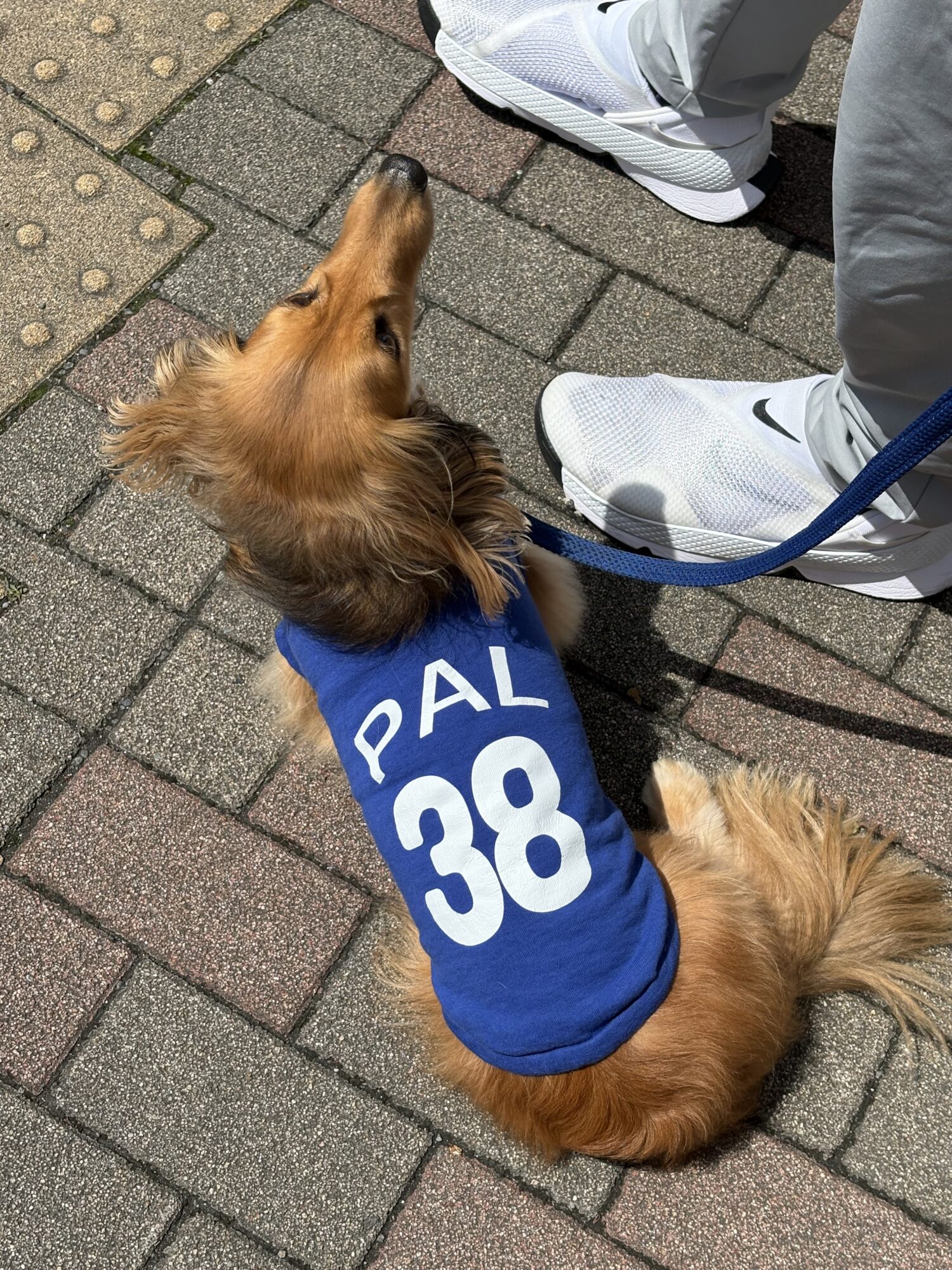 ミニチュアダックスフンドの服 | 犬服通販ドッグピース