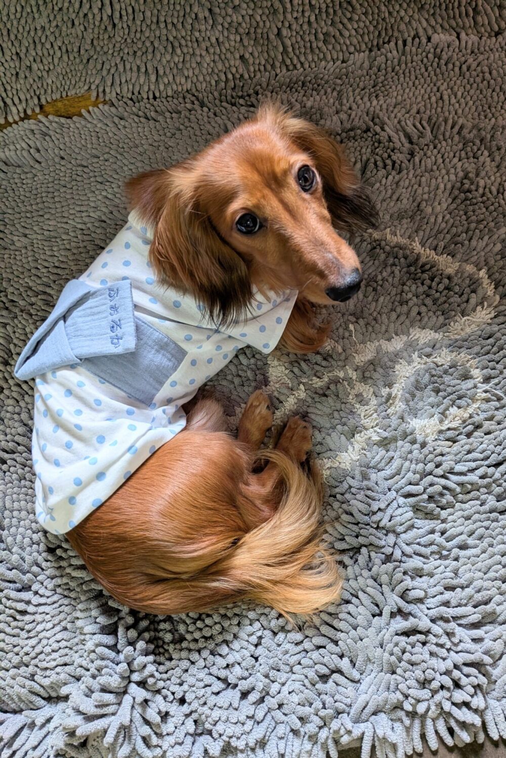みんなの犬服コーデ】お名前：マーク メイ おもち｜服の種類