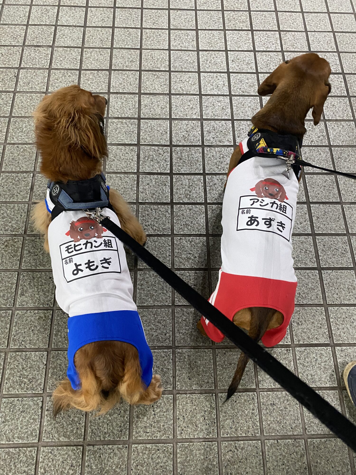 ミニチュアダックスフンドの服 | 犬服通販ドッグピース
