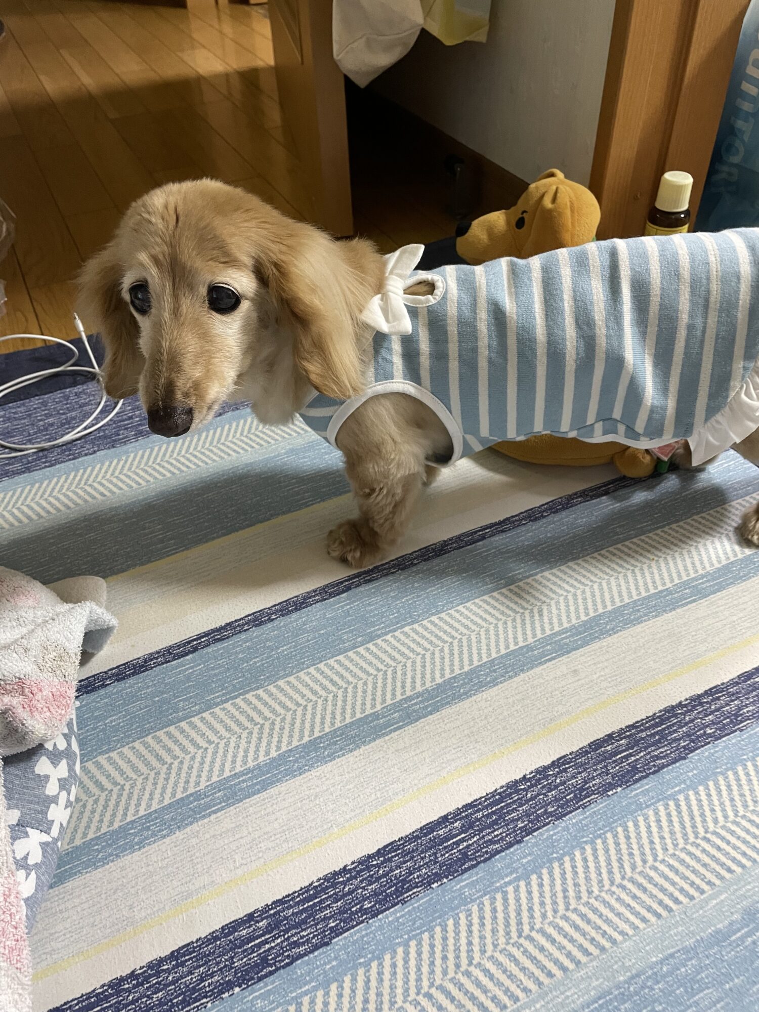 ミニチュアダックスフンドの服 | 犬服通販ドッグピース