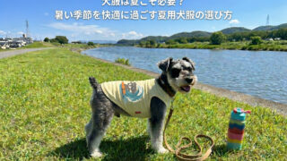 犬服は夏こそ必要？暑い季節を快適に過ごす夏用犬服の選び方