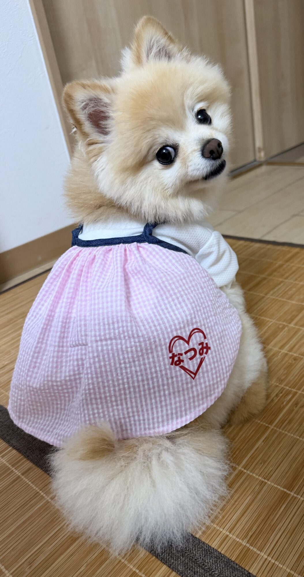 みんなの犬服コーデ】お名前：奈津美｜服の種類：ワンピース｜サイズ