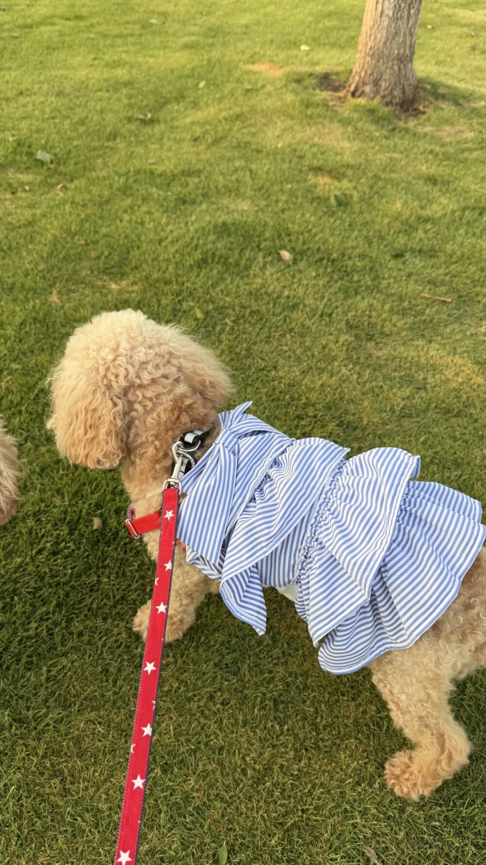 みんなの犬服コーデ】お名前：ルイーゼ｜服の種類：ワンピース｜サイズ