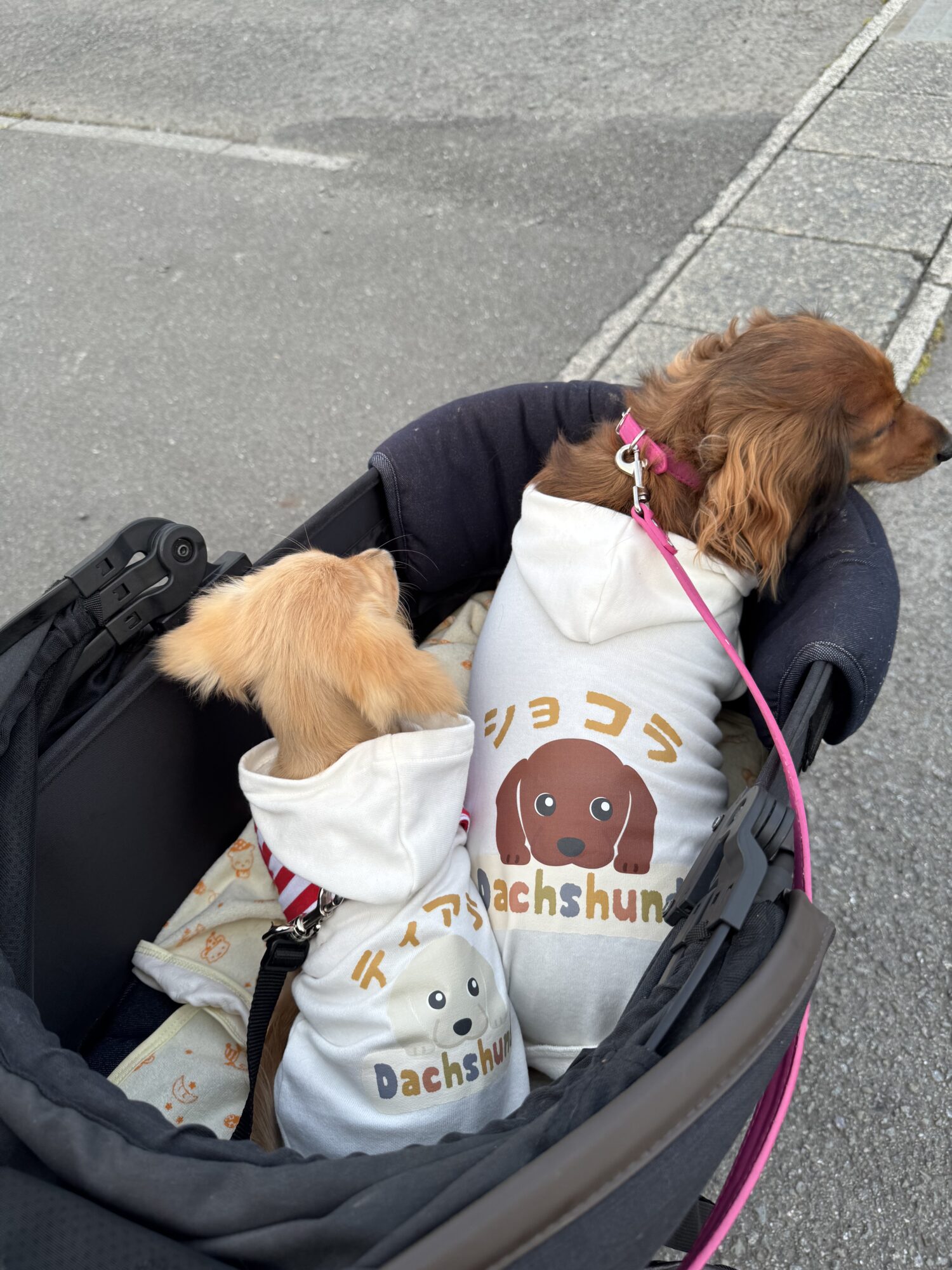 ミニチュアダックスフンドの服 | 犬服通販ドッグピース